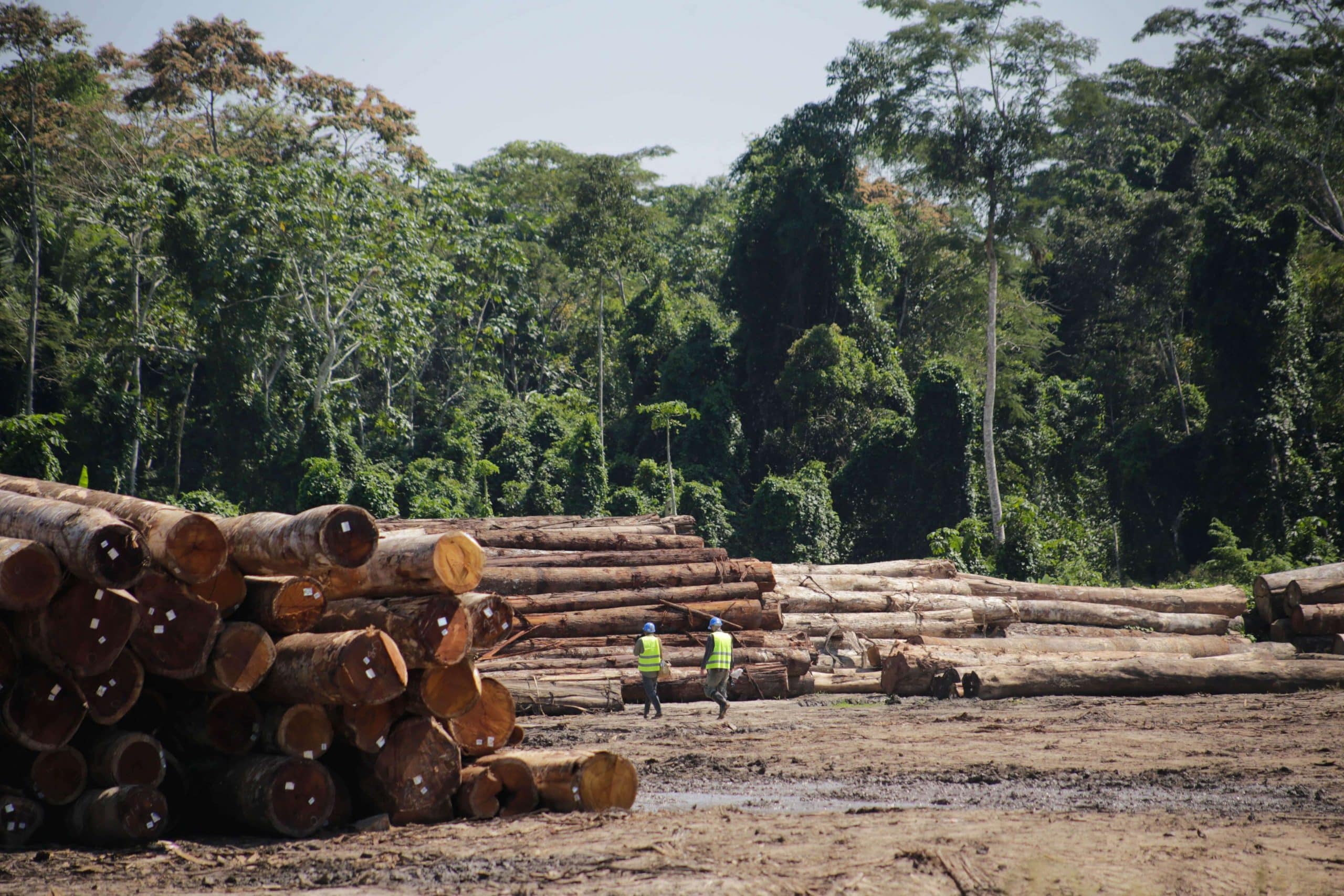Sustainable logging deck in Peru