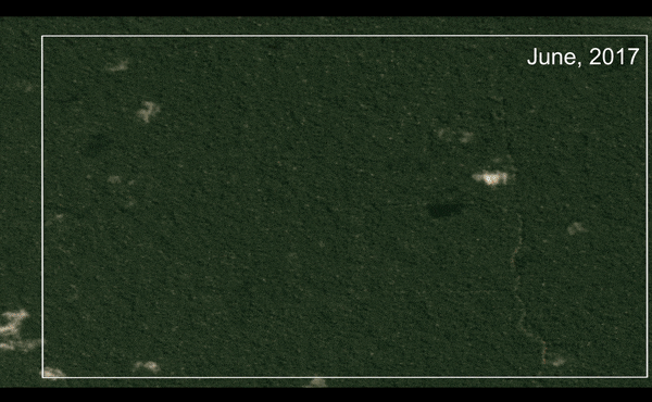 select cutting timber harvest in Peru